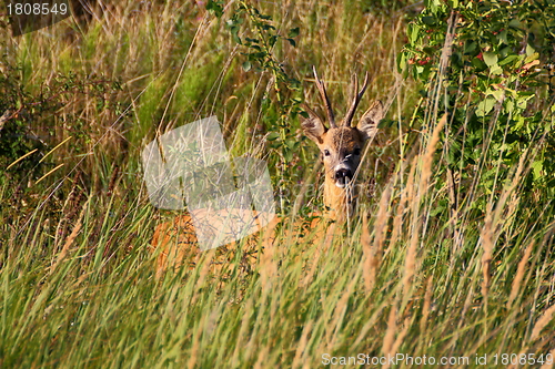 Image of beautiful roe deer buck