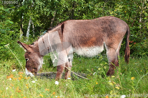 Image of grazing donkey