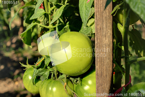 Image of green tomatoes
