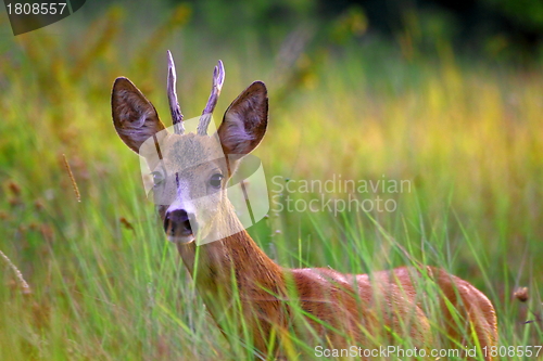 Image of young  buck