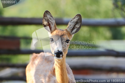 Image of young roe deer doe
