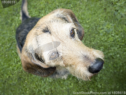 Image of dog looking up