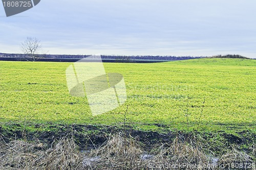 Image of Field, tree, and hill 