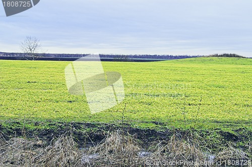 Image of Field, tree, and hill 