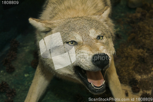 Image of Stuffed wolf