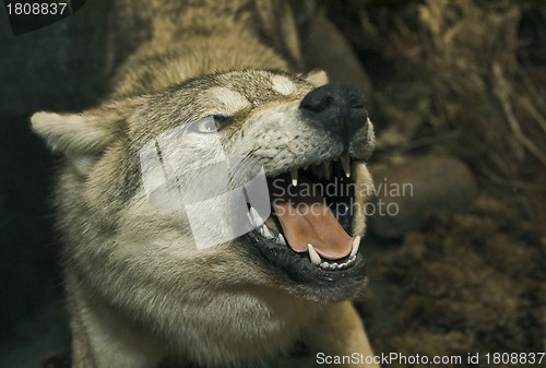 Image of Stuffed wolf