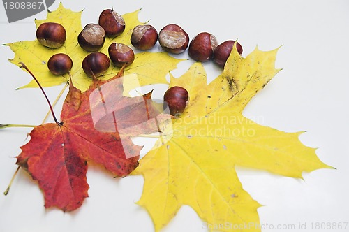 Image of Autumn leaves 