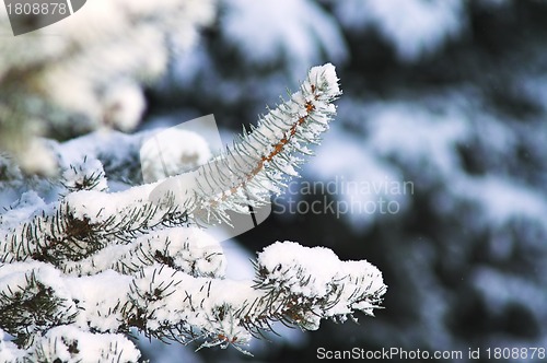 Image of Fir Trees