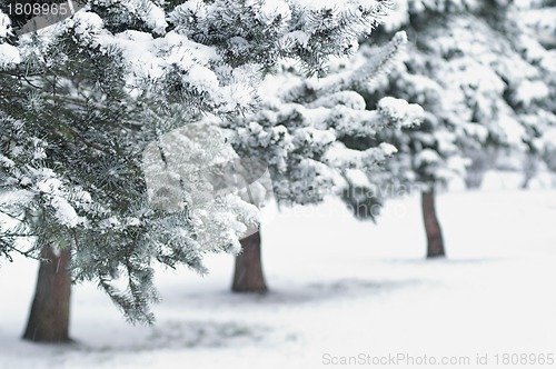 Image of Fir Trees