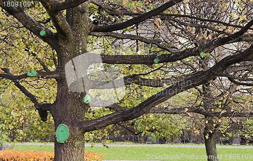 Image of tree with large branches