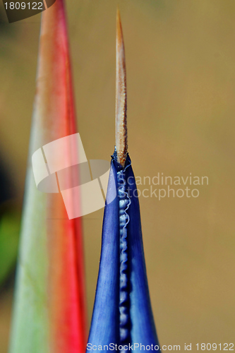 Image of Strelitzia Reginae