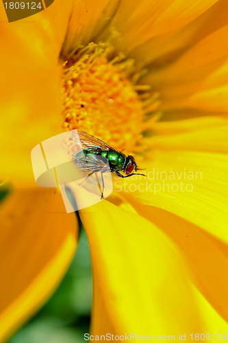 Image of Blowfly