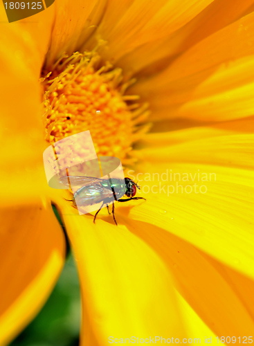 Image of Blowfly