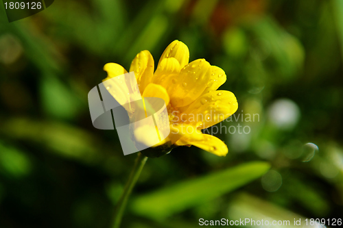 Image of Raindrops on flower petals