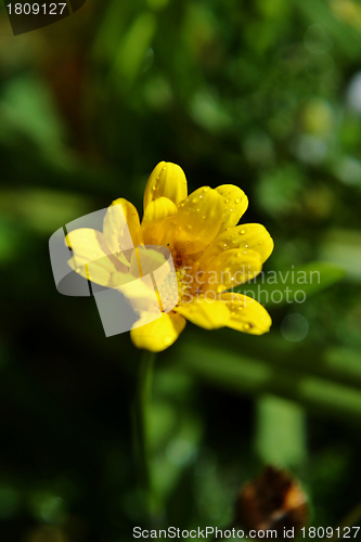 Image of Raindrops on flower petals