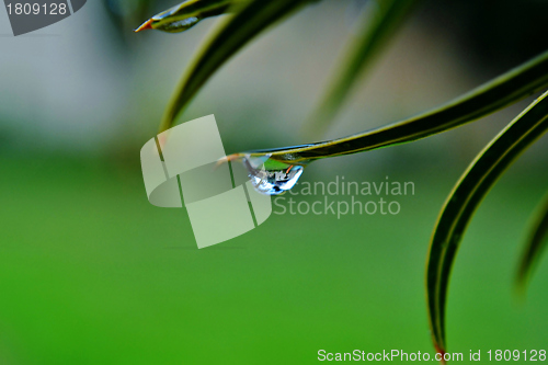 Image of Raindrop on leaf