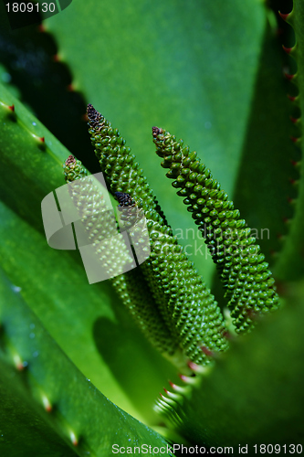 Image of Aloe vera flower buds
