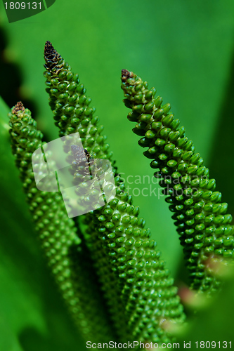 Image of Aloe vera flower buds