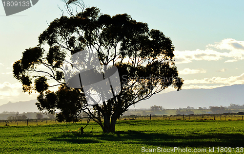 Image of blue gum tree