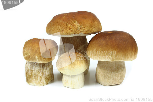 Image of Mushrooms