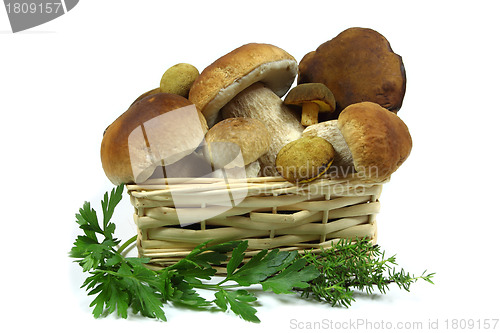 Image of Mushrooms