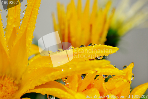 Image of Gazania krebsiana flower