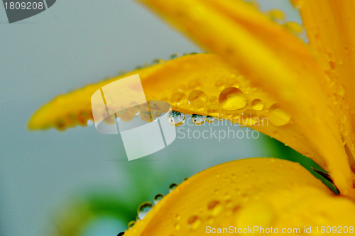 Image of Gazania krebsiana flower