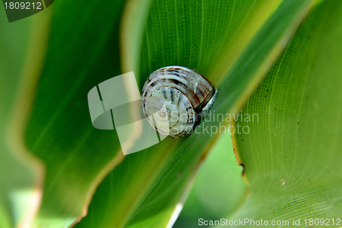 Image of garden snail