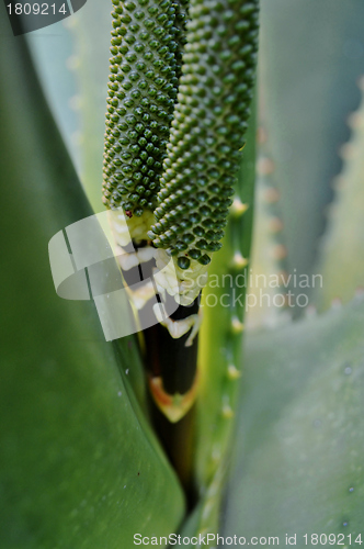 Image of Aloe vera flower buds