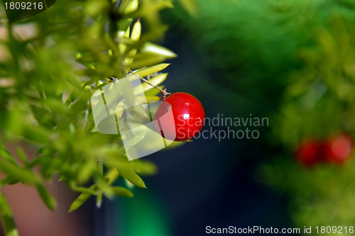 Image of bright red berries