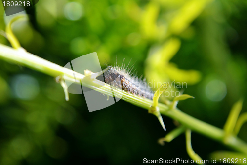 Image of Hairy caterpillar