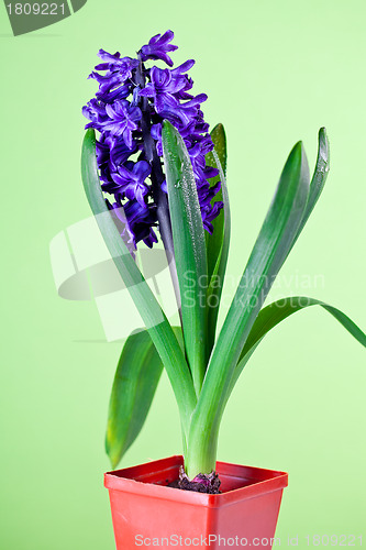 Image of  blue hyacinth 