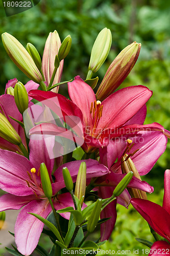 Image of  lilly flowers in the garden