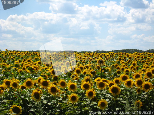Image of Field with sunflowers