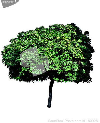 Image of Isolated Maple