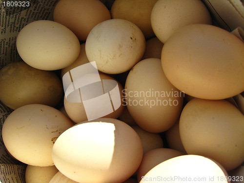 Image of a lot of eggs of hen