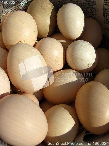 Image of a lot of eggs of hen