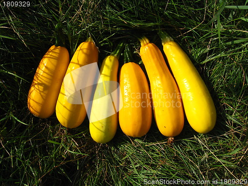 Image of six yellow squashes