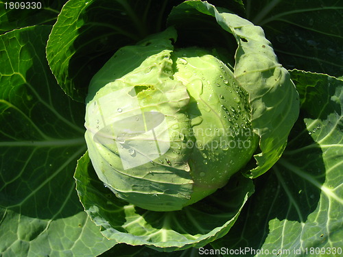 Image of Head of cabbage