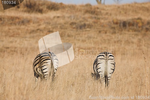 Image of Zebra #8