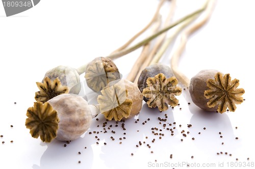 Image of Poppy seeds and poppy heads 