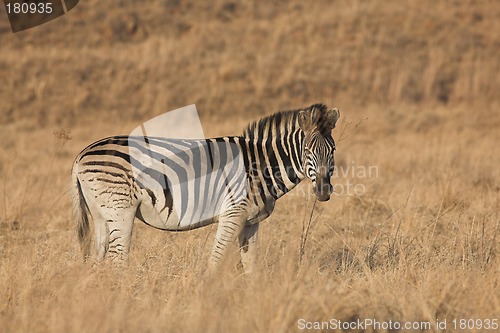 Image of Zebra #9