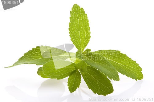 Image of Stevia Rebaudiana leafs isolated on white background 