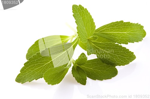 Image of Stevia Rebaudiana leafs isolated on white background 