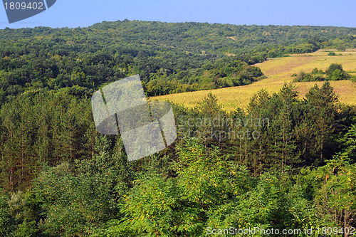 Image of Woods on the Hill and Sunflower Field