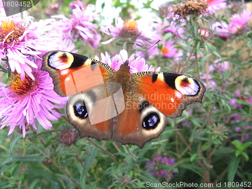 Image of The peacock eye on the aster