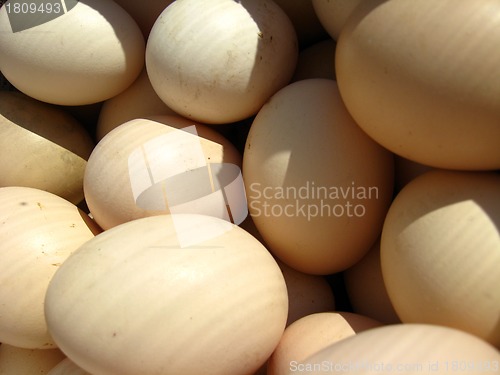 Image of a lot of eggs of hen