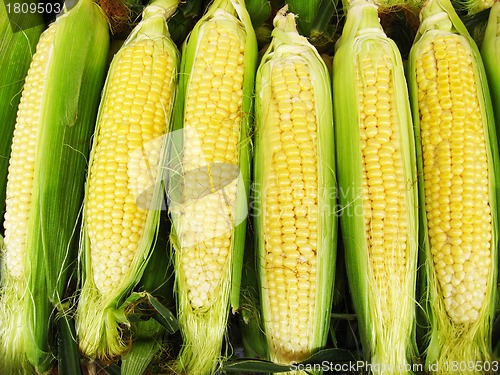 Image of Harvest of a maize