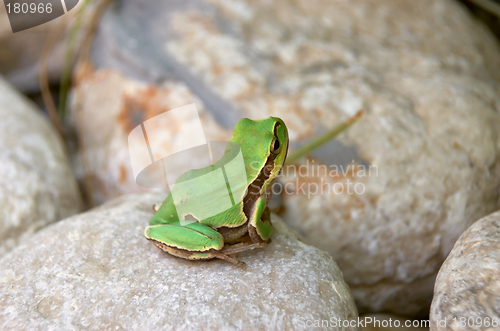 Image of Green Frog