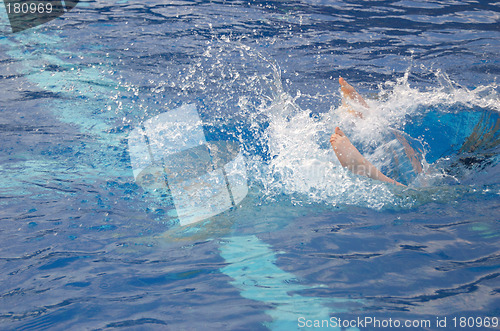 Image of Dive splash